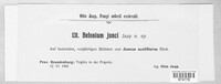 Belonium junci image